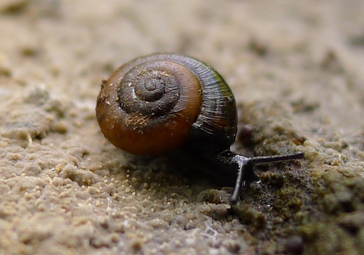 Zonitoides